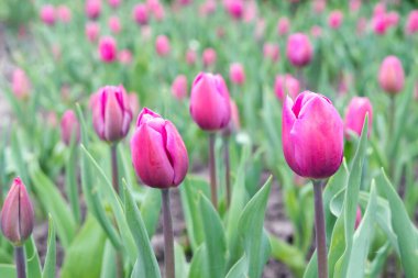 Baharda parkta çiçek açan mor lalelerin bulanık görüntüsü. Arka plan.