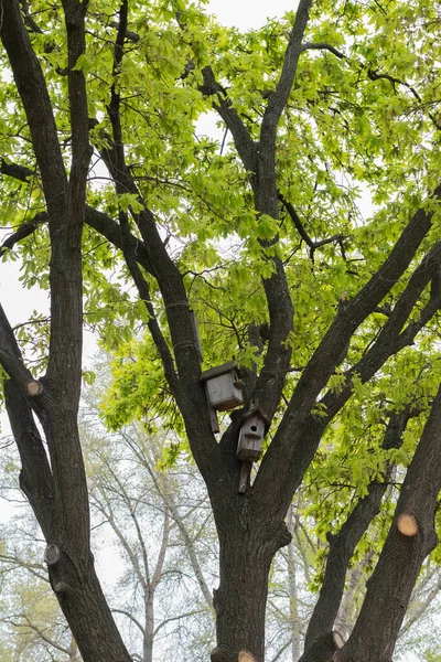 Homályos Kép Egy Fáról Madárházakkal Tavasszal — Stock Fotó