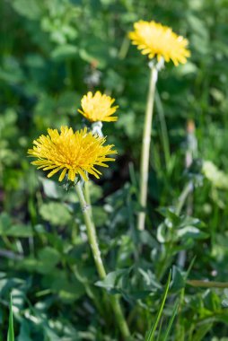 Baharda yeşilliğin arka planında karahindiba çiçeklerinin bulanık görüntüsü. Doğal arkaplan.