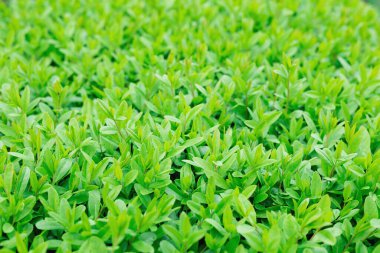 Güneşli bir günde yeşil yaprağın bulanık görüntüsü. Yeşil arkaplan.