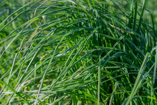 Размытое Изображение Зеленой Весенней Травы Лугу Зеленый Фон — стоковое фото