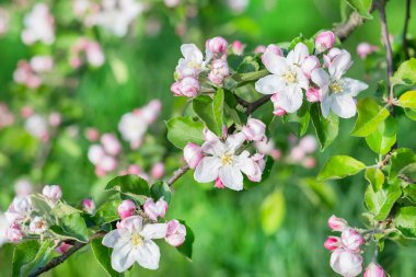 Bahar güneşli bir günde çiçek açan elma ağacı.