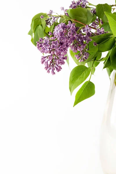 Blooming lilac in a vase on a white background. Floral background with space for writing text.