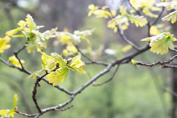 Genç Yapraklı Meşe Dallarının Bulanık Görüntüsü Bahar Arkaplanı — Stok fotoğraf