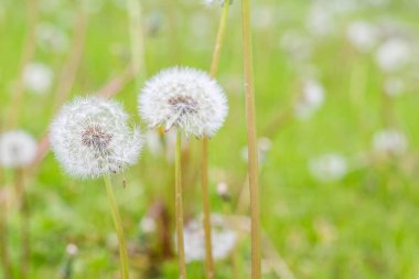 Bahar yeşilliğinin arka planına karşı karahindibaların bulanık görüntüsü.