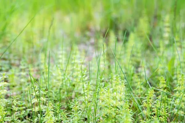 Размытое Изображение Нежной Зелени Весенний День Естественный Зеленый Фон — стоковое фото