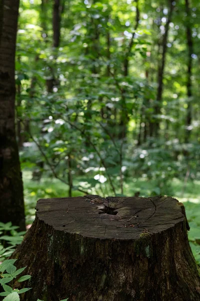 stock image Blurred image of an old stump in the forest in summer. Natural background.