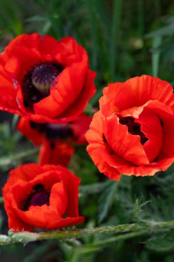 Yeşilliğin arka planında güzel gelinciklerin bulanık görüntüsü. Çiçek arka planı.