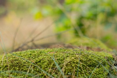 Yeşillik arka planındaki yosun tabakasının bulanık görüntüsü. Reklam için doğal yeşil arkaplan..