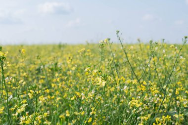 Bulanık gökyüzünün doğal sarı-mavi arkaplanı ve sarı çiçekli bir tarla..