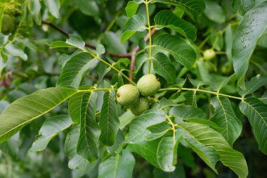 Dalda ceviz yağmurdan sonra yapraklarla.