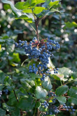 Dalında olgun mavi meyveler olan Mahonia bitkisi. Evergreen çalıları konsepti..