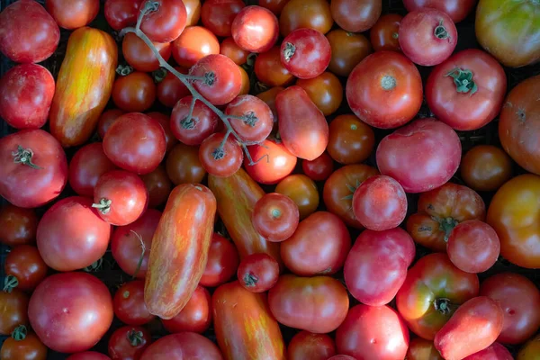 Tomates Diferentes Formas Uma Caixa Conceito Colheita Ecológica — Fotografia de Stock