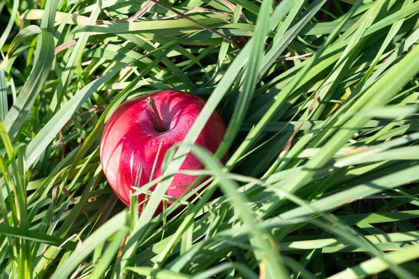 Размытое Изображение Ярко Красного Яблока Траве — стоковое фото