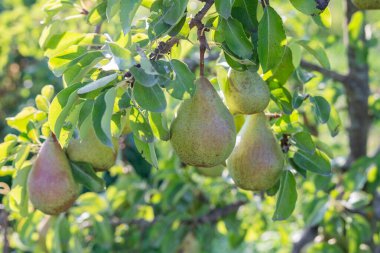 Güneşli bir yaz gününde bir dalda olgun armutlar.