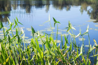 Önplanda nehir yeşilliğinin arka planı, arka planda ağaçların yer değiştirdiği bulanık bir nehir görüntüsü. Doğal arka plan.