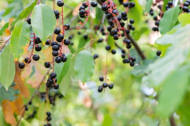 Güneşli bir sonbahar gününde yapraklı ve böğürtlenli dalların bulanık görüntüsü.
