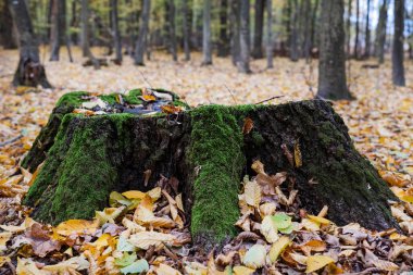 Bir sonbahar ormanının bulanık arka planında yosunlarla kaplanmış eski bir kütük..
