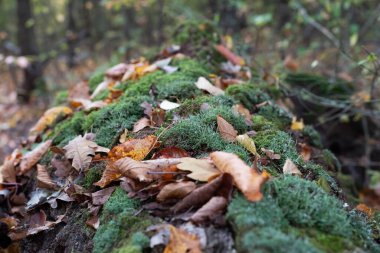 Yosun kaplı bir gövdenin orman arka planına karşı bulanık bir görüntüsü..