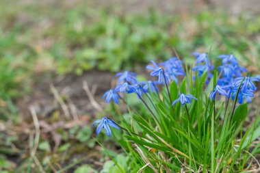 Baharda yeşilliğin arka planında çiçek açan manzaralar. Bahar arkaplanı.