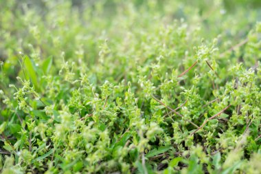 Güneşli bir günde yeşilliğin bulanık görüntüsü. Doğal yeşil arkaplan.