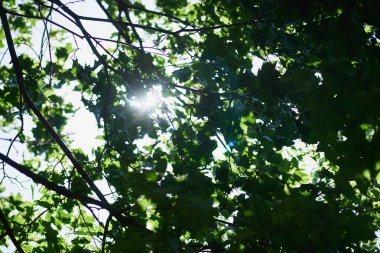 Gökyüzünün arka planında yeşil yapraklar ve parlak güneş.