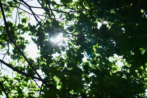 Gökyüzünün arka planında yeşil yapraklar ve parlak güneş.