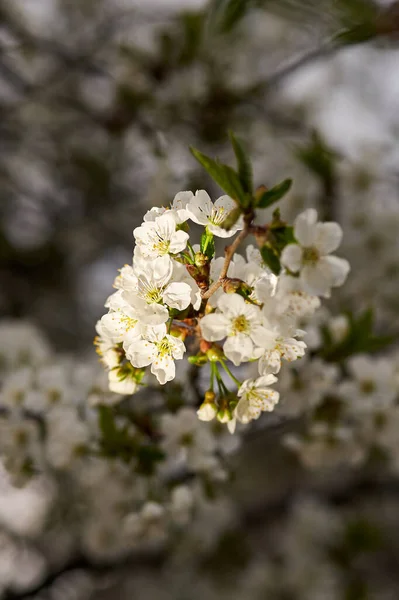 Vertical Photo Cherry Blossom Branch Spring — Stock Photo, Image