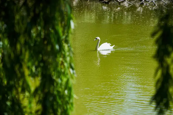 Parkta gölde yüzen yalnız bir kuğu.