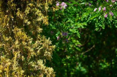 Güneş ışınlarının altında, parktaki yemyeşil bir Noel ağacının tacına yakın çekim.