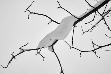 Thick branches are covered with snow against the background of the winter sky