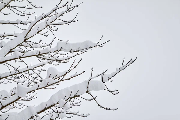 Thick Branches Covered Snow Background Winter Sky — Zdjęcie stockowe