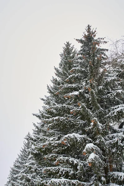 Vertical Photo Thick Branches Christmas Trees Covered Snow Background Winter — Foto Stock