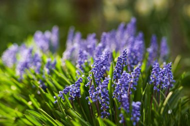 Fosforlu yeşil çimenlerin arka planında Lupine çiçeği