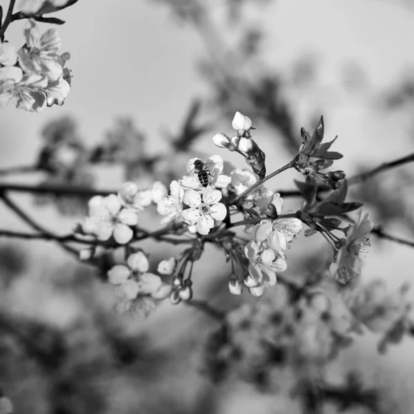 İlkbaharda gökyüzüne karşı kiraz çiçeklerinin kare siyah beyaz fotoğrafı