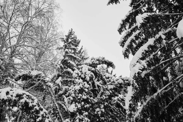 Thick Branches Christmas Trees Covered Snow — Zdjęcie stockowe