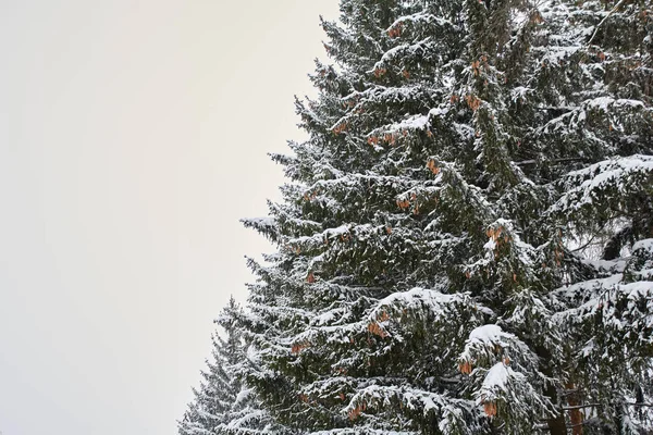 Thick Branches Christmas Trees Covered Snow — Stockfoto