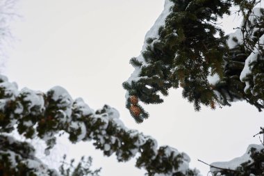 Thick branches of Christmas trees are covered with snow