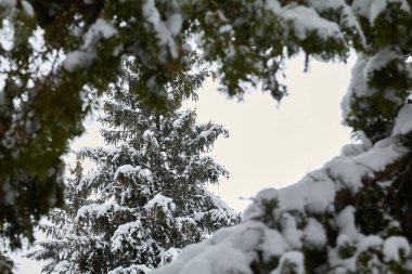 Thick branches of Christmas trees are covered with snow