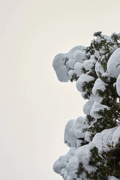 Pionowe Zdjęcie Grubych Gałęzi Choinek Pokrytych Śniegiem — Zdjęcie stockowe