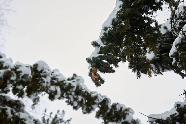 Thick branches of Christmas trees are covered with snow