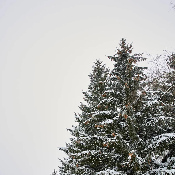 Čtvercová Fotografie Silných Větví Vánočních Stromků Pokryta Sněhem — Stock fotografie