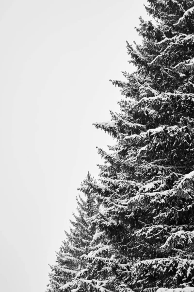 Pionowe Zdjęcie Grubych Gałęzi Choinek Pokrytych Śniegiem — Zdjęcie stockowe