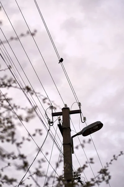 Bulutlu bir gökyüzüne karşı elektrik kabloları üzerinde oturan yalnız bir karganın dikey fotoğrafı