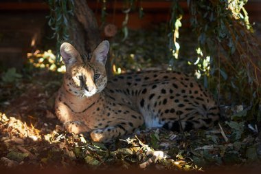 Hayvanat bahçesinde güneş ışığının altında yatan güzel bir serval.