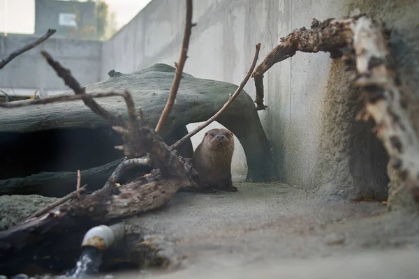 Ein Kleiner Fischotter Zoo Blickt Direkt Die Kamera — Stockfoto