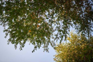 Crowns of green trees against the background of the blue sky in the park
