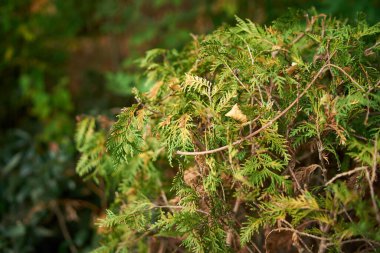 Deep green pine bushes under the sun's rays