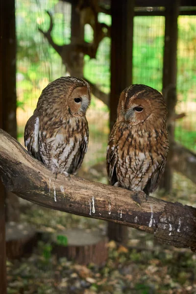 Vertical shot of two owls sitting on a tree and looking at each other