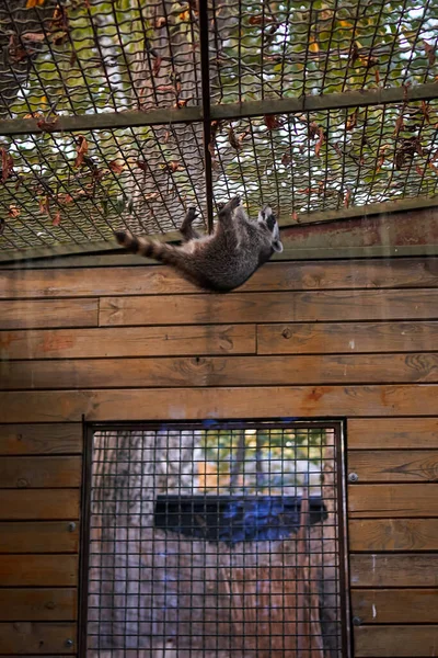 Vertical photo of a raccoon in the zoo crawling up the cage